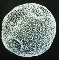 an almost round spore, covered in white dots
