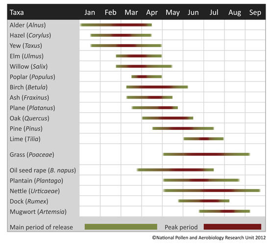 UK Pollen Calendar showing when the main allergenic plants are in flower during the UK's pollen season.