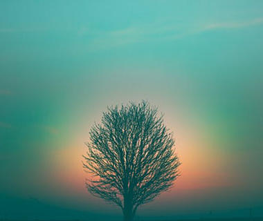 Spiritual Tree with a blue sky and an orange glow around the tree