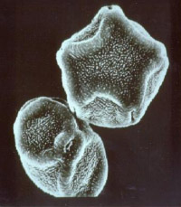 Alder pollen grain