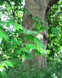 green leaves, partly shrouding a tree trunk behind