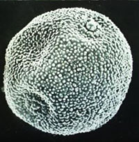 an almost round spore, covered in white dots
