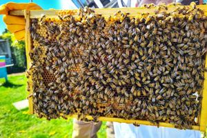 Image of a frame from a bee hive covered in bees.