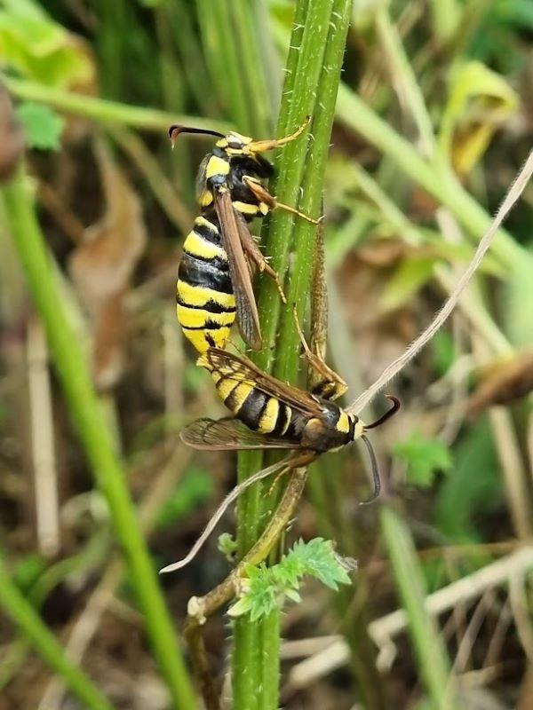 Lunar hornet moth (002)