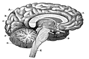 Hand drawn black and while image of vertical section of the Brain