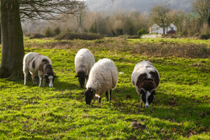 Four sheep grazing by a tree in the Malvern countryside hills and house in the distance