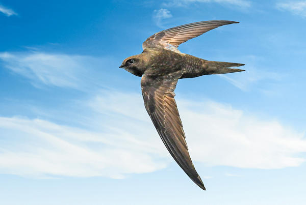 Swift bird - credit Paul Edlin