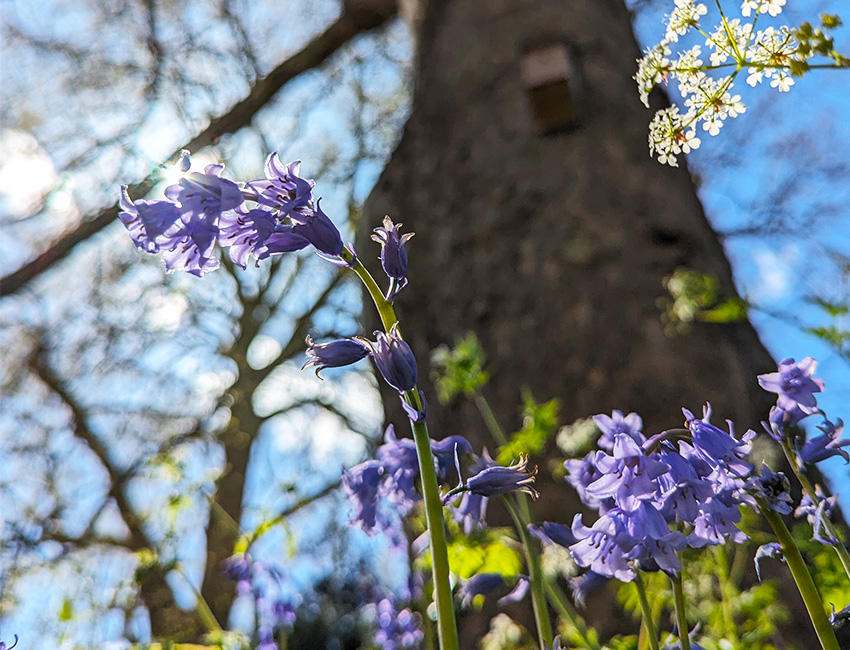 Bluebells on campus