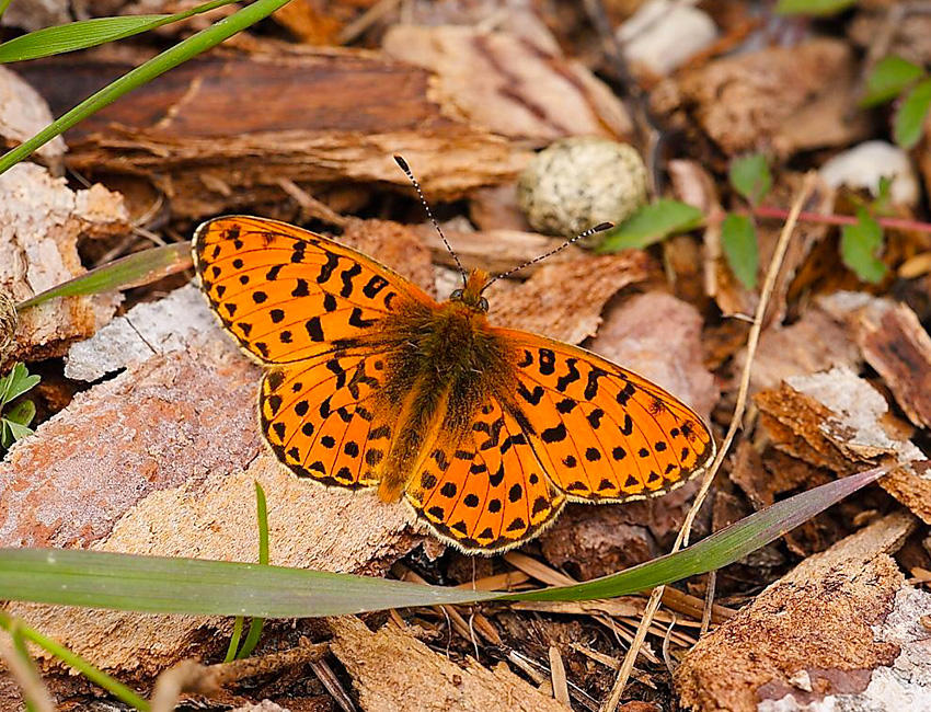 Pearl bordered firtiliary butterfly