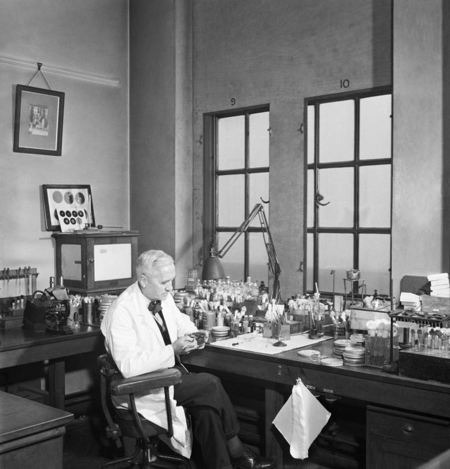 Professor Alexander Fleming at work in his laboratory at St Mary's Hospital, London, during the Second World War