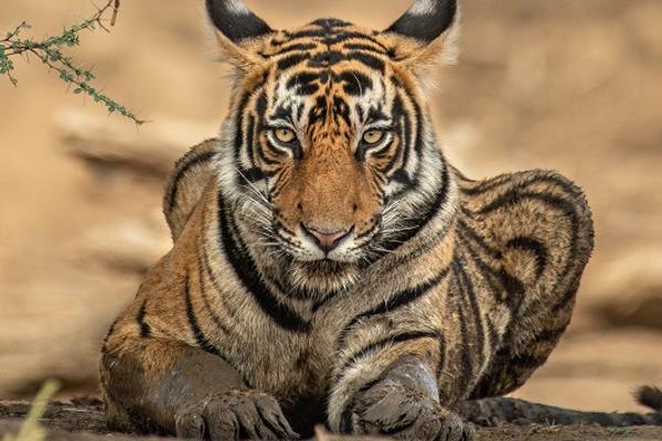 tiger looking towards the camera