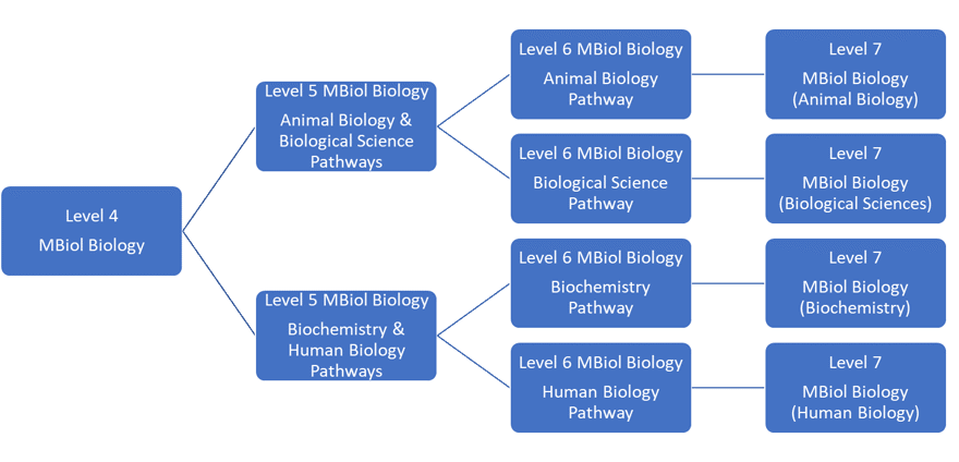 Diagram showing the Biology MBiol course structure