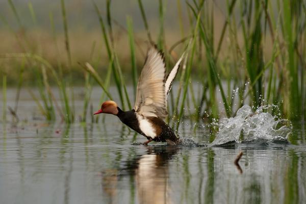 orange headed duck flying on the surface of the water