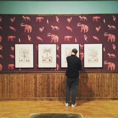 student in an art gallery looking at an illustration