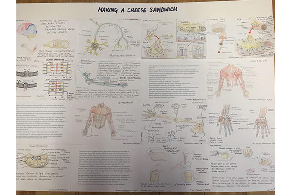 An occupational therapist's analysis of the muscles needed to make a cheese sandwich.