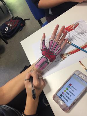 An Occupational Therapy student has painted the muscles of the hand on the inside of their palm as an activity on the occupational therapy degree.