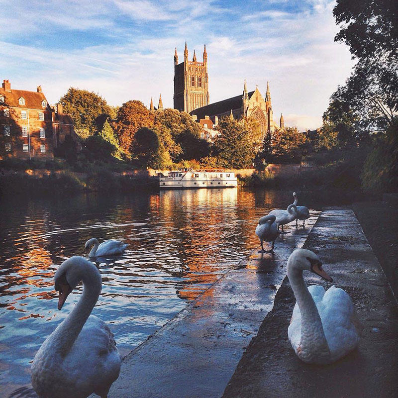 swans beside a river with worcester cathedral in the background