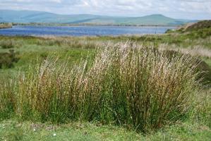 image of long grass in the foreground of an outside view