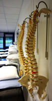 skeleton spines hanging from a wall