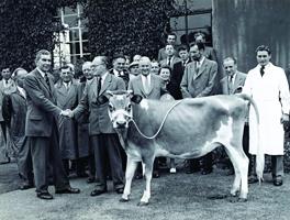 A 1957 ceremony with a cow