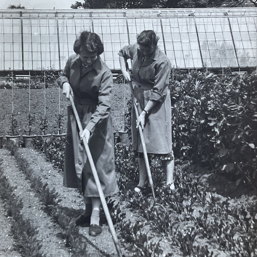 Two women using hoes to tend rows of plants in a garden near a greenhouse.