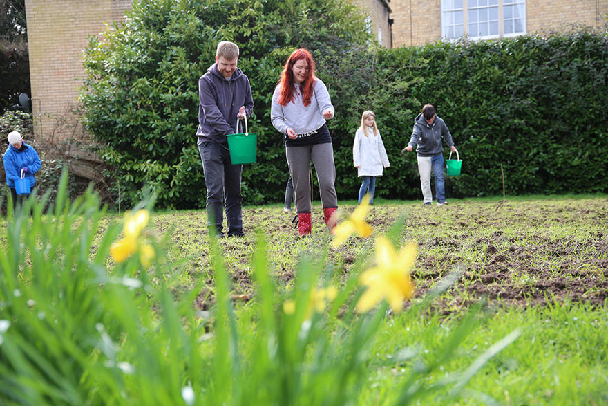 Wildflower planting