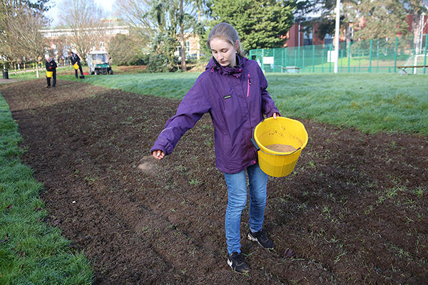 Wildflower sowing 3