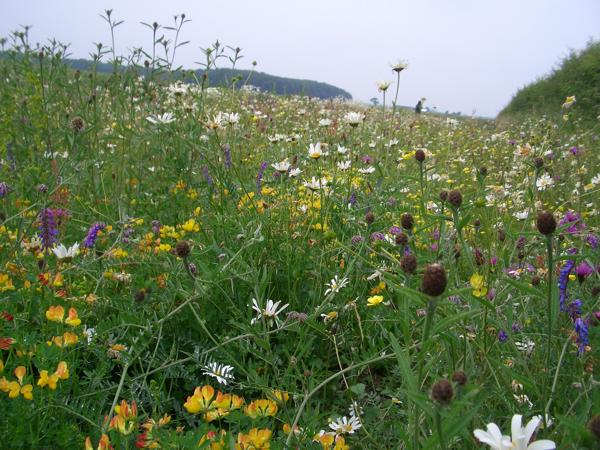 Wildflowers - credit Duncan Westbury