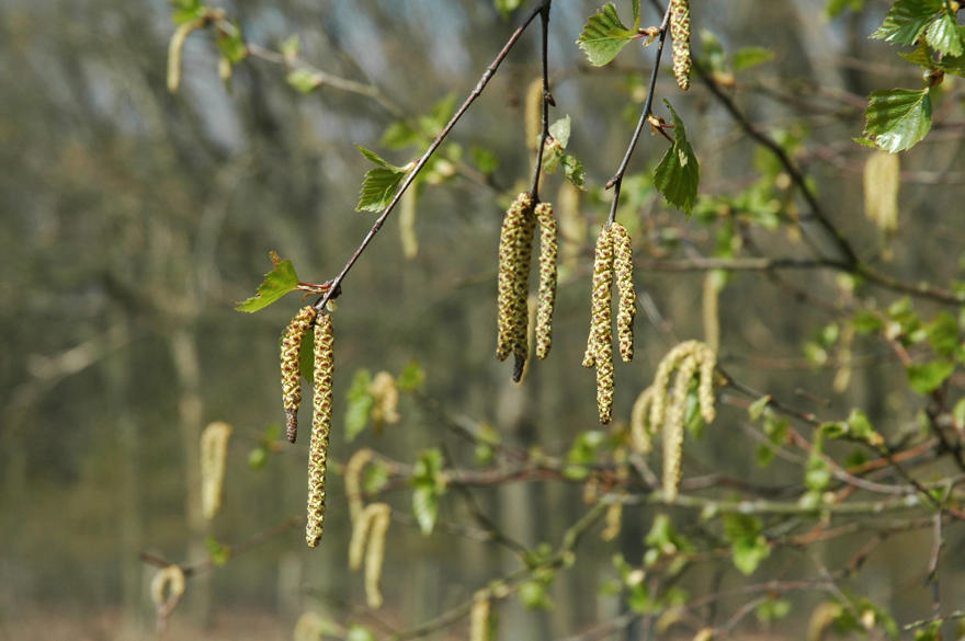 Catkins