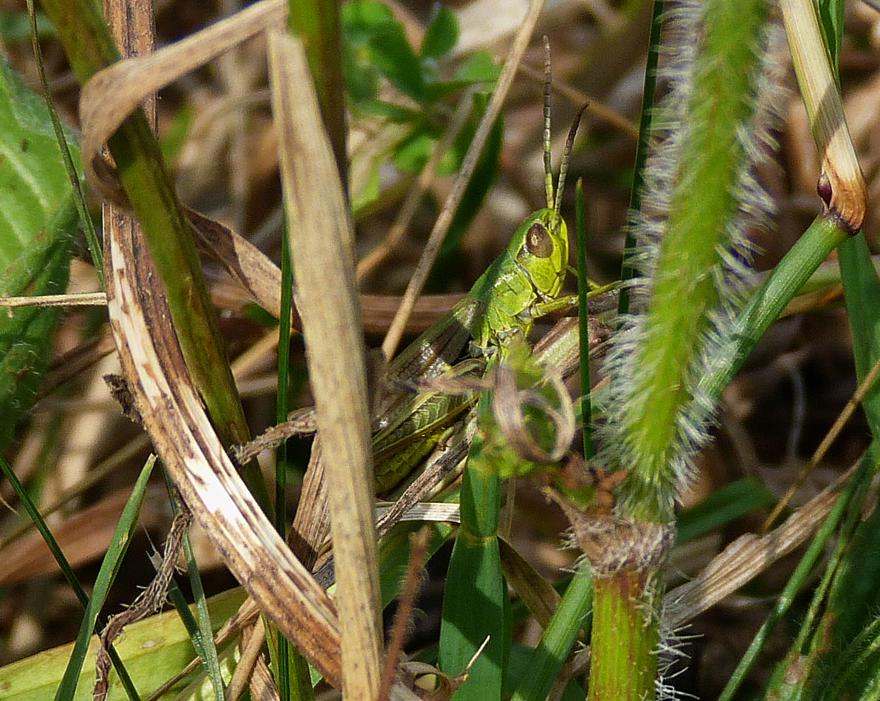 Meadow Grasshopper