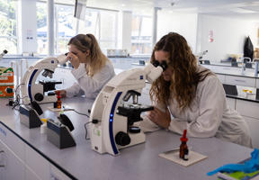 Two students are looking into microscopes