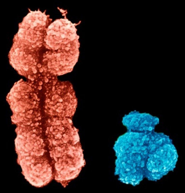 human x and y chromosome