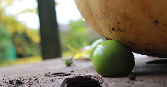 A green tomatoes from the University allotment