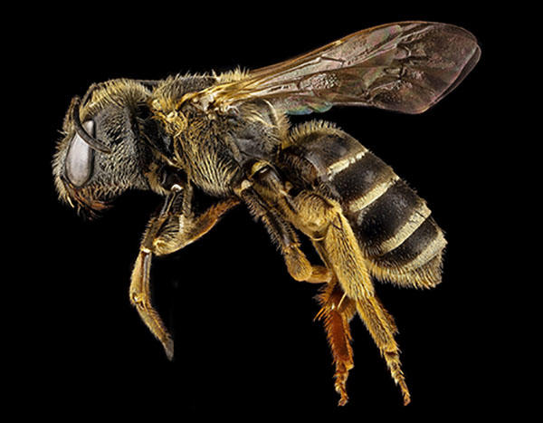 bee