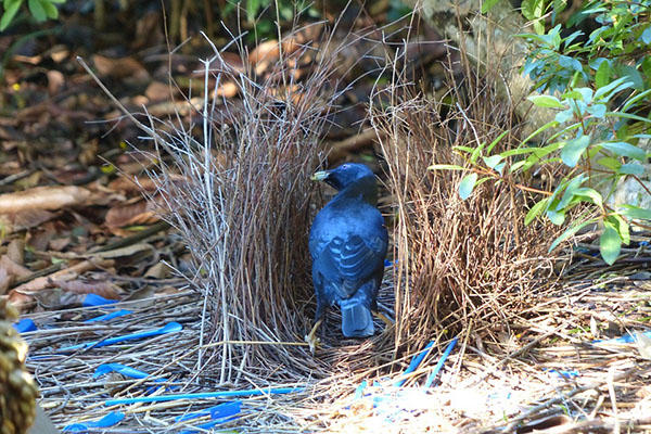 A Bower Bird is sitting in his nest created to entice a mate