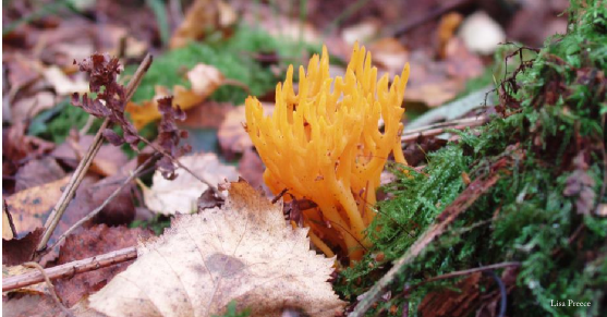 A close up shot of yellow fungus