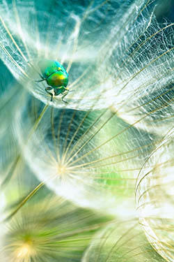 A bright green insect has settled on some Dandelion seeds.