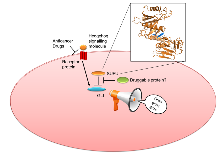 A diagram of a Hedgehog signalling pathway