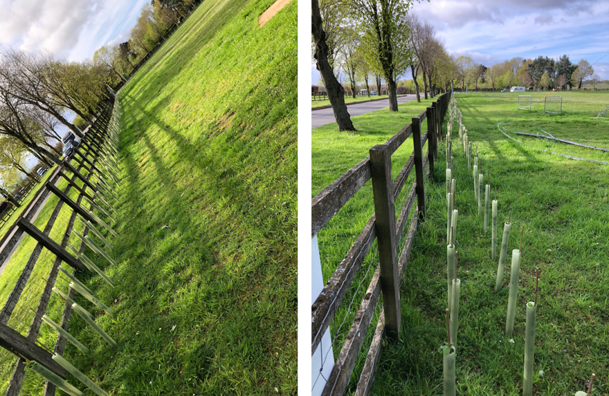 Newly-planted hedgerow