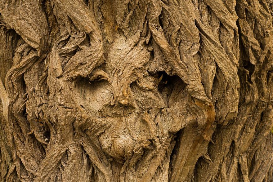 The bark of a tree resembles a face