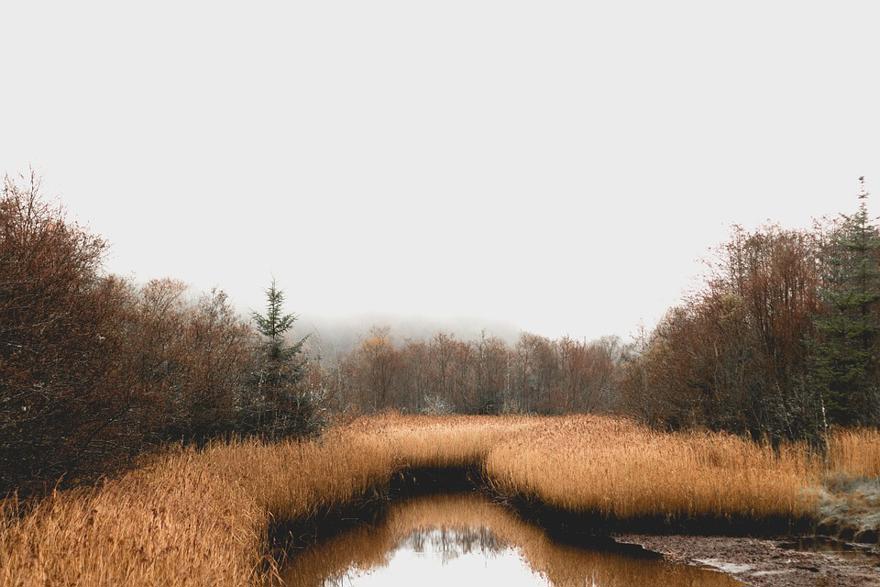 A stream runs through a wood with a bank of brown heather