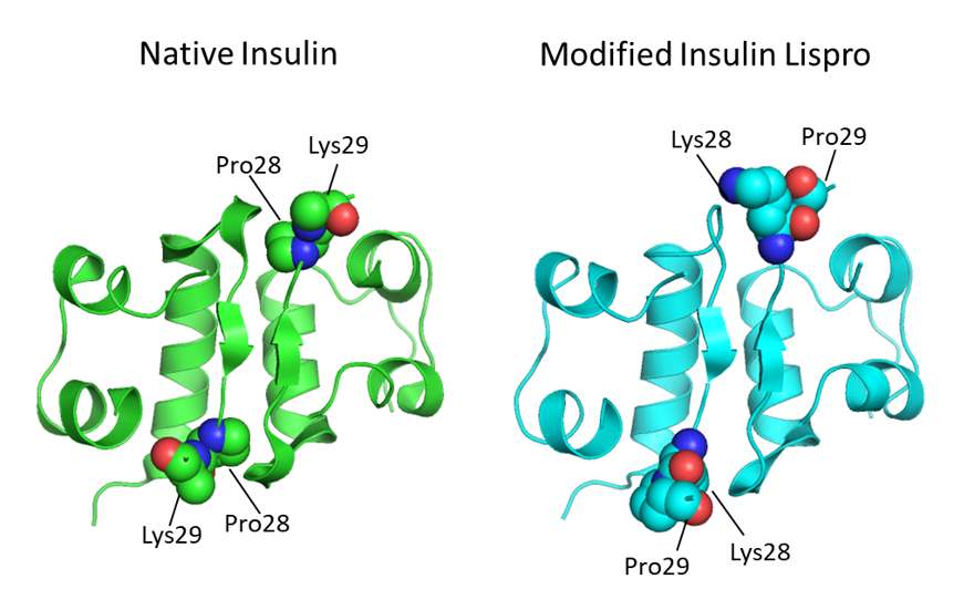 A diagram of two different strands of insulin the left being native insulin and the right being modified insulin lispro