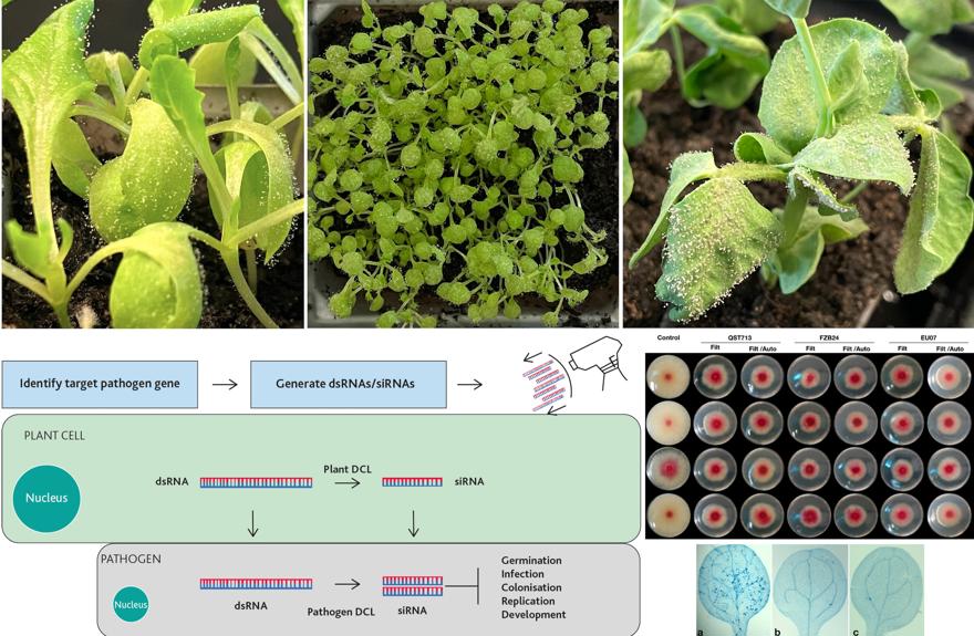 Molecular Plant and Microbial Research Group figure