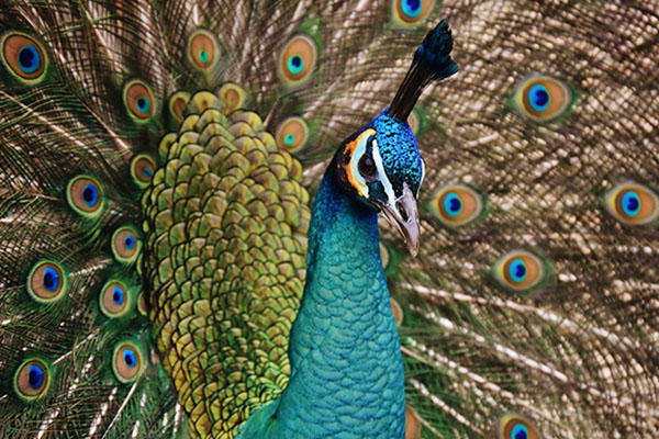 A close-up of a peacock