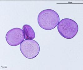 pollen grains