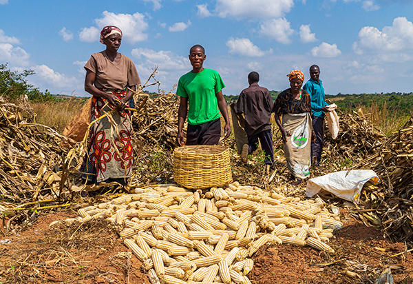 Farmers working on deep bed farming