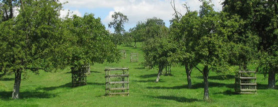 An orchard full of trees
