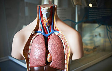 A medical torso with lungs and oesophagus  on display