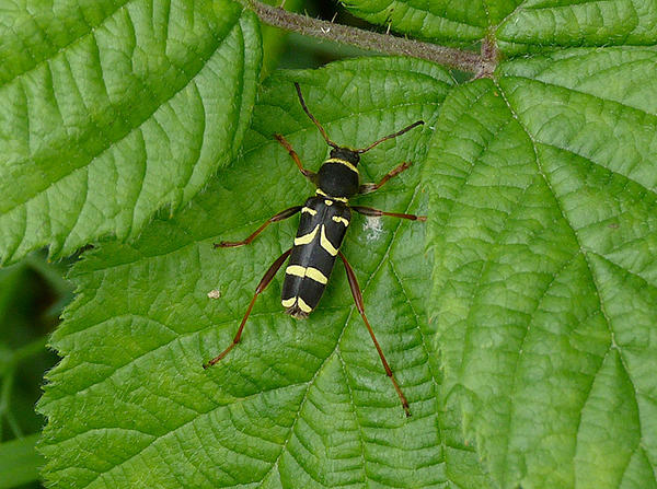 A Wasp Beetle on a leaf