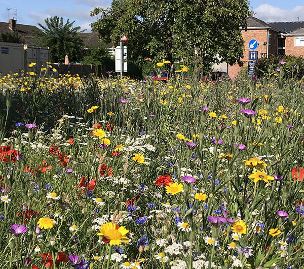 wildflower meadow